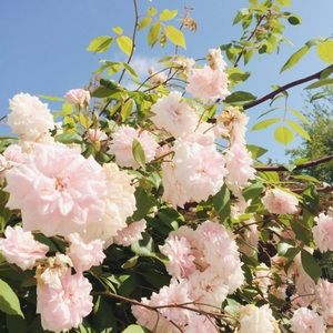 Meet your Posher, Lillian